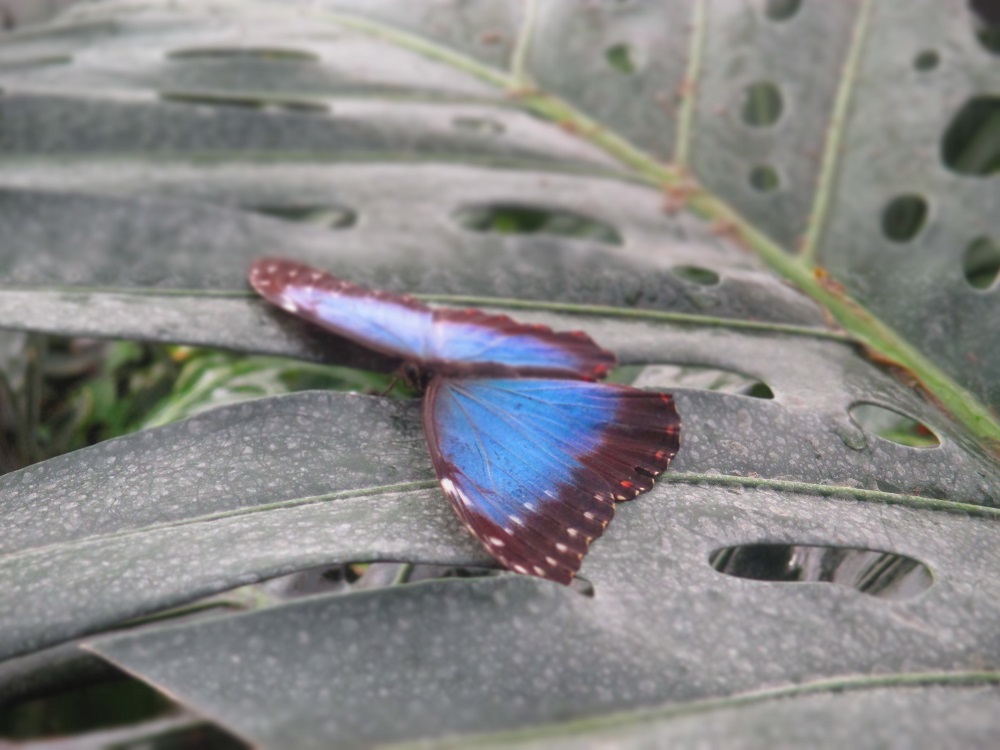 farfalla-blu