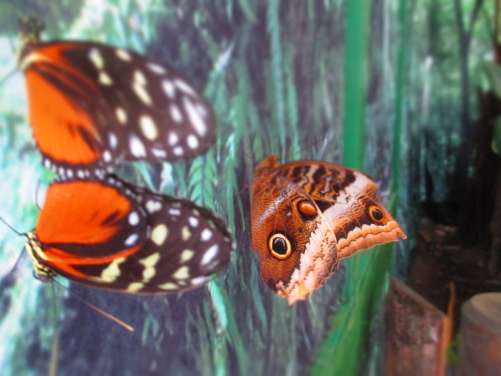 farfalle-bordano