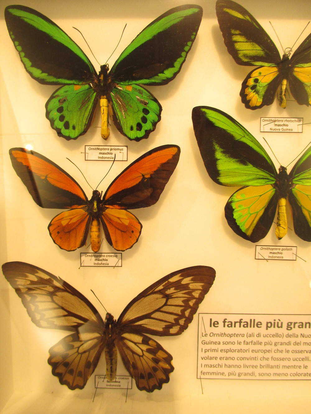 Farfalle Simbologie E Curiosità Mirabilinto